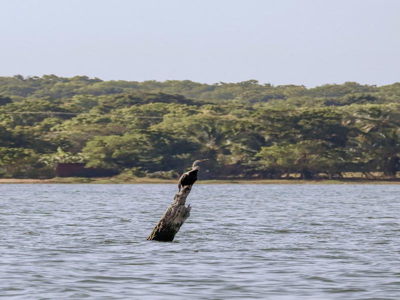 Saffron Lake Yala image