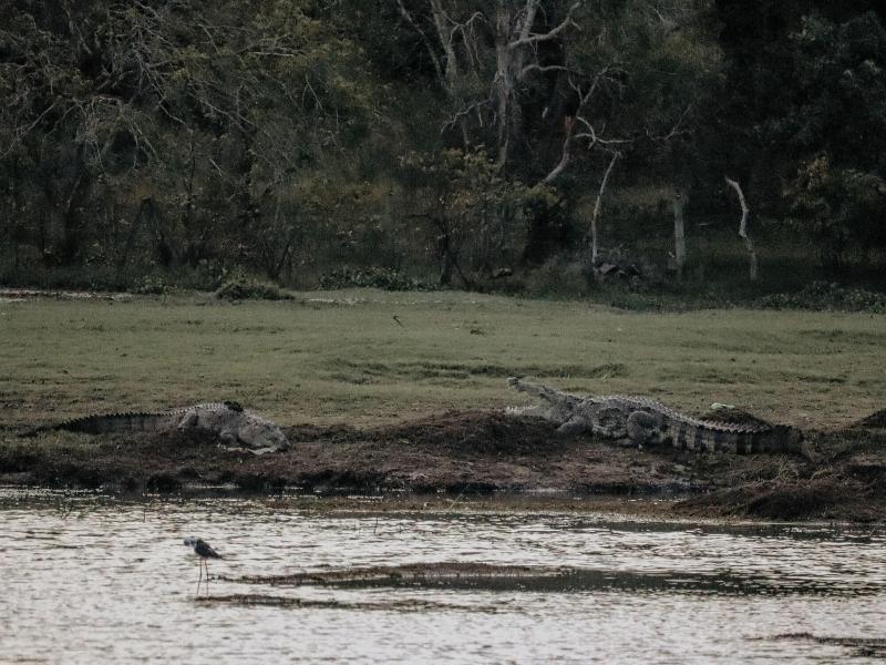 Saffron Lake Yala image