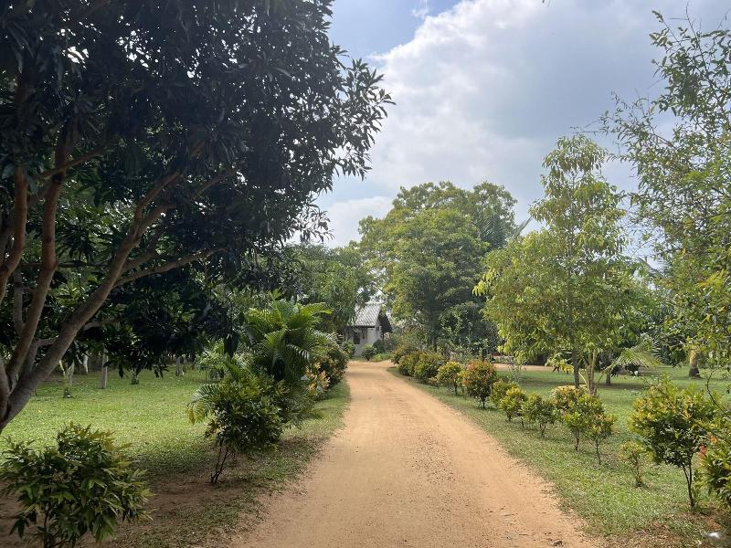 Saffron Lake Yala image