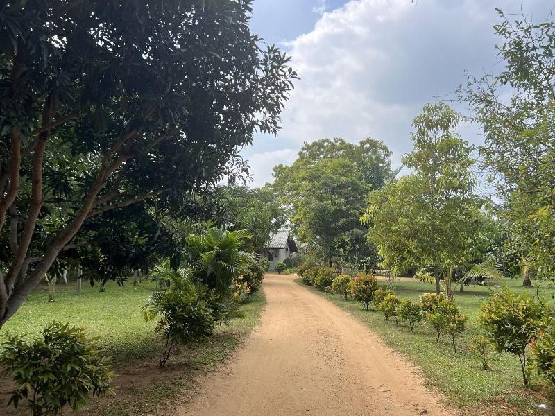 Saffron Lake Yala image
