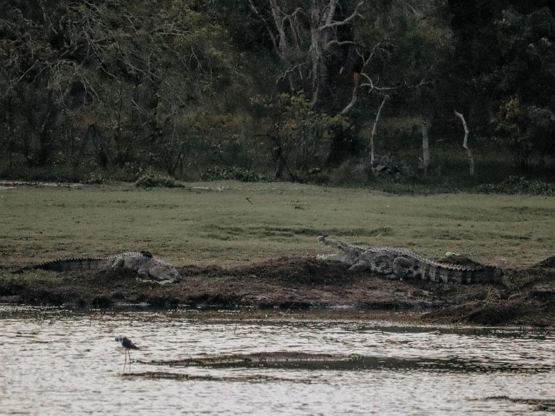 Saffron Lake Yala image