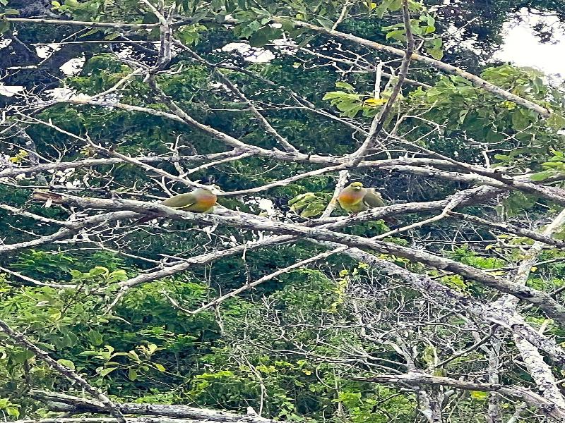 Saffron Lake Yala image