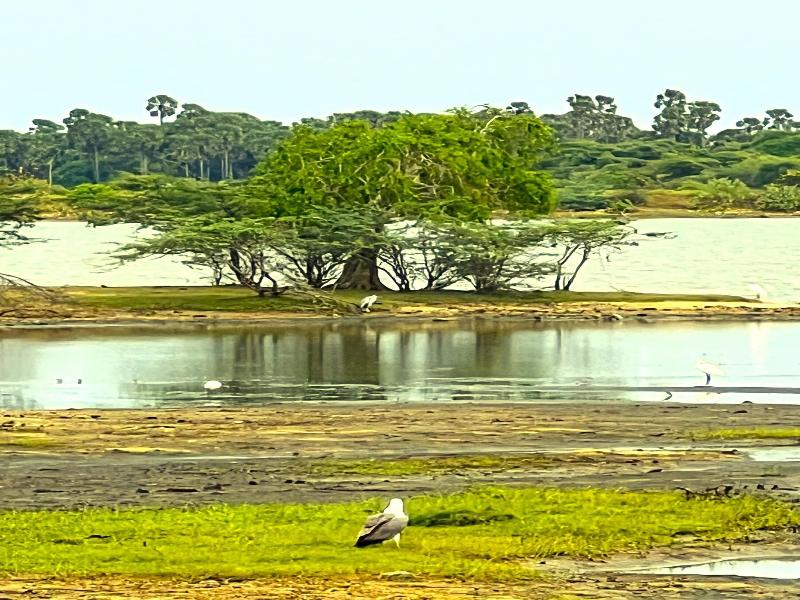 Saffron Lake Yala image
