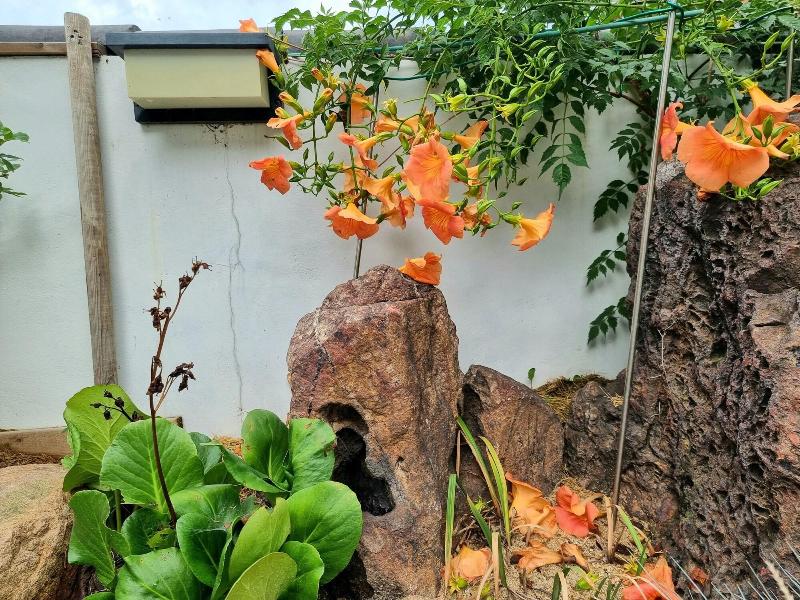 Hanokinn image