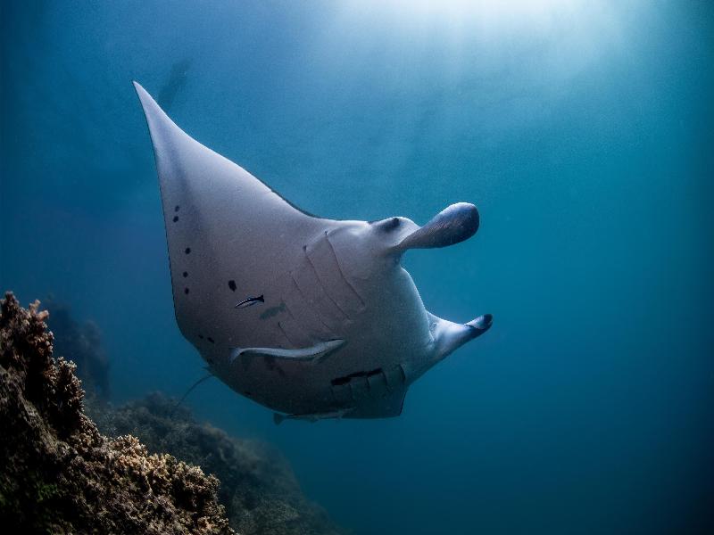 Conrad Bora Bora Nui image