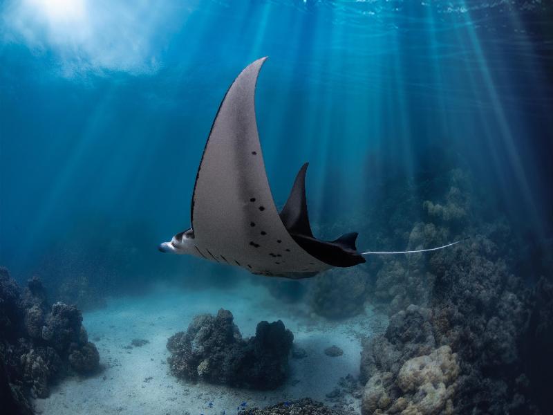 Conrad Bora Bora Nui image