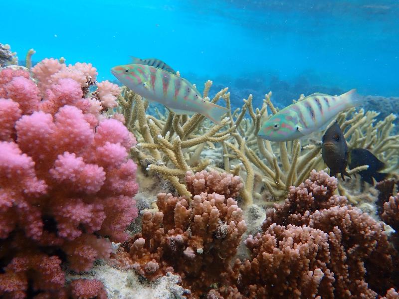 Conrad Bora Bora Nui image