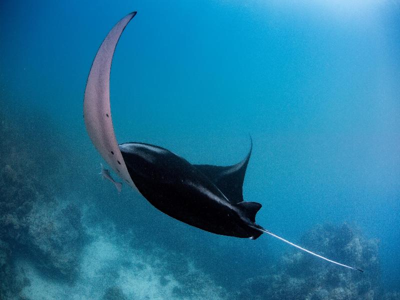 Conrad Bora Bora Nui image
