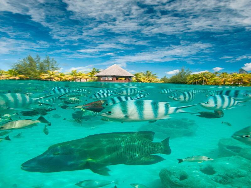 The St. Regis Bora Bora Resort image