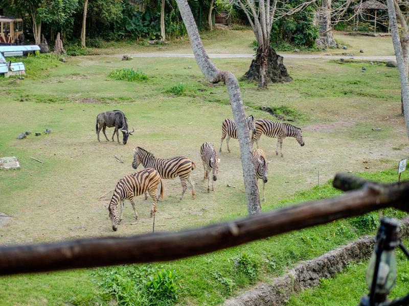 Mara River Safari Lodge image