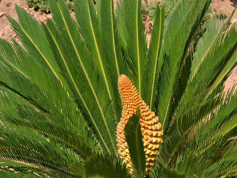 Finca Son Sala  image