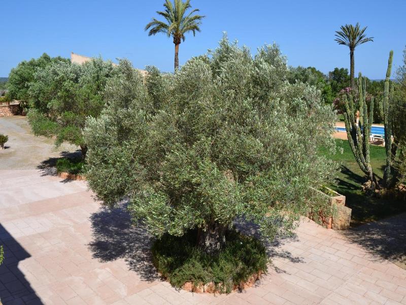 Finca Son Sala  image