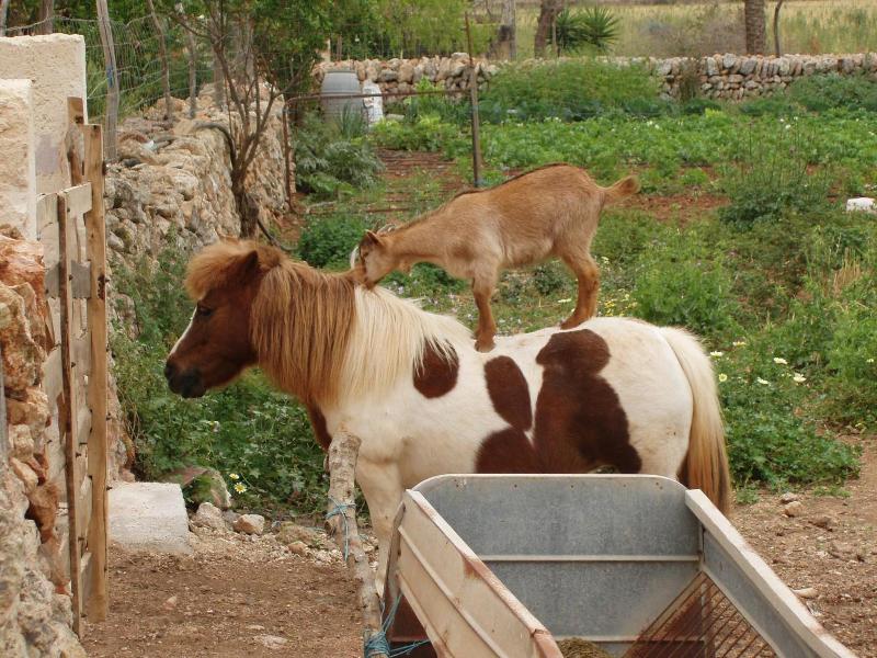 Finca Son Sala  image