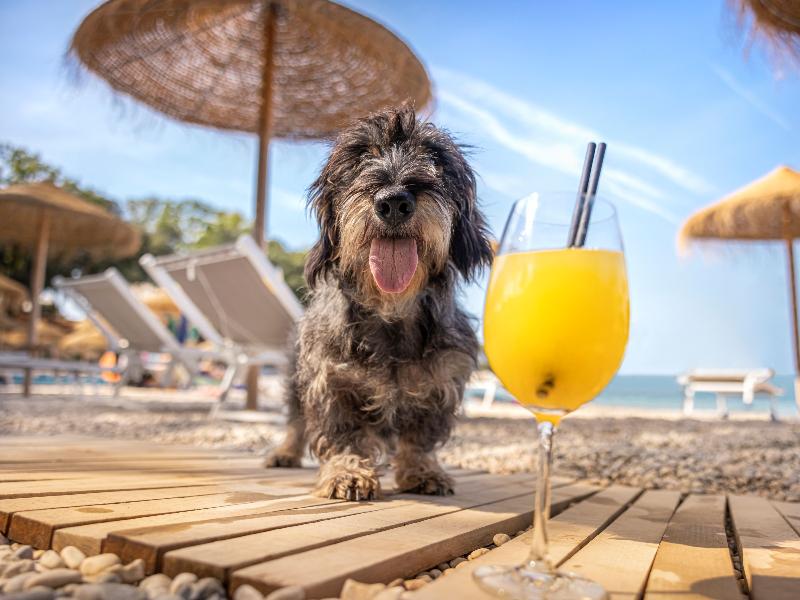 Sunny Porec Hotel by Valamar image