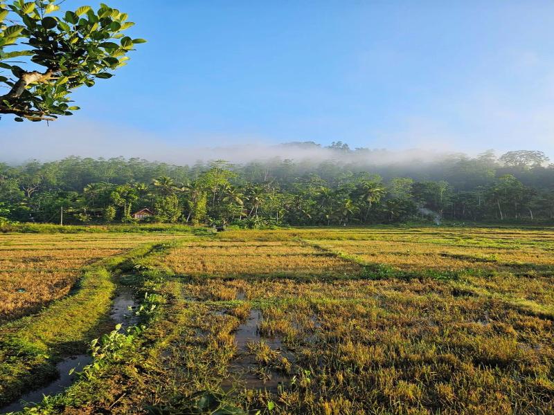 Sinharaja Serenity Retreat — photo 21