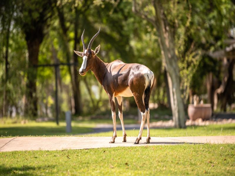 Mokuti Etosha image