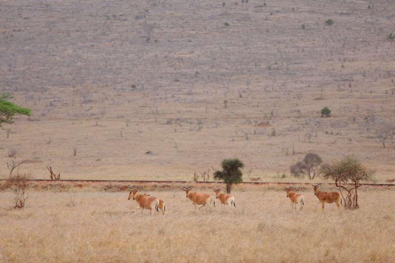 Taita Hills Game Lodge — photo 2