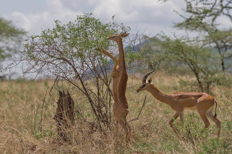 Samburu Sopa Lodge image