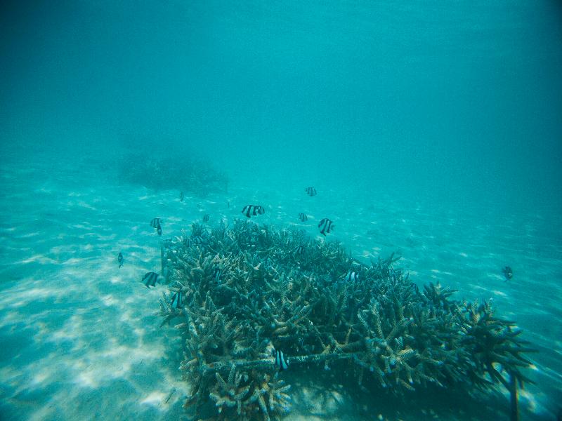 Taj Coral Reef Resort & Spa
