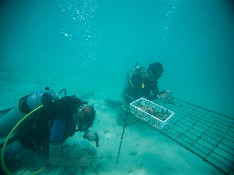 Taj Coral Reef Resort & Spa