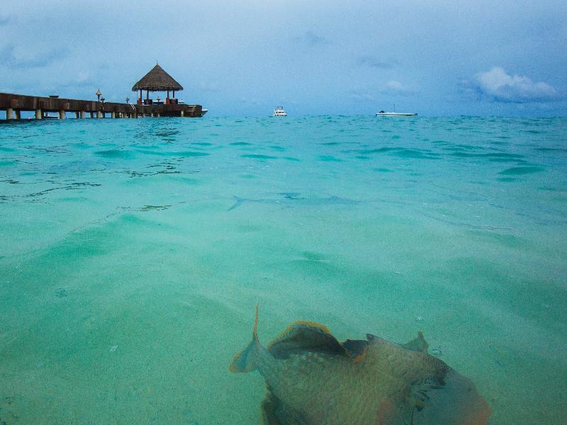 Taj Coral Reef Resort & Spa
