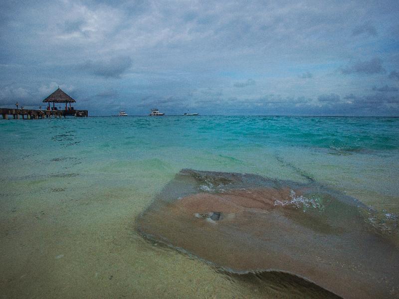 Taj Coral Reef Resort & Spa