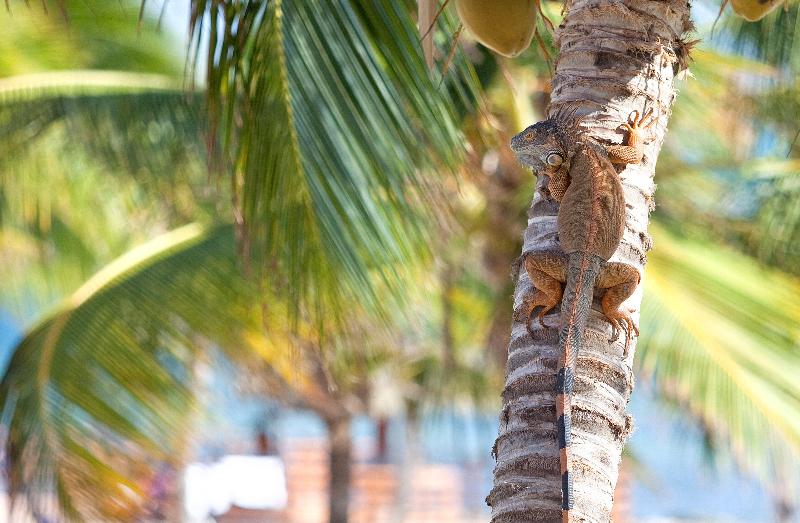 Holiday Inn Resort Grand Cayman  image