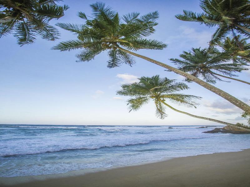 Frangipani Tree image