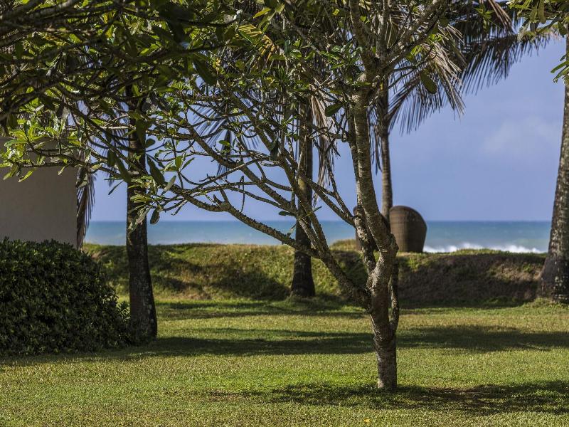 Frangipani Tree image