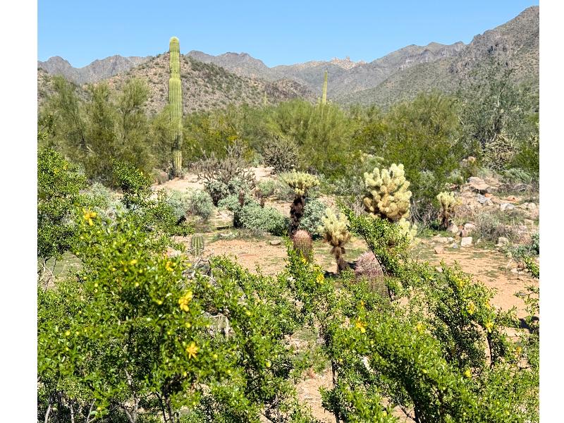 Hilton Scottsdale Resort & Villas image