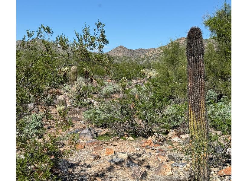 Hilton Scottsdale Resort & Villas image