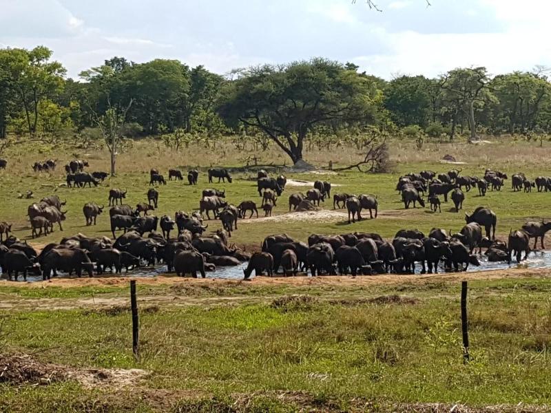 Sikumi Tree Lodge