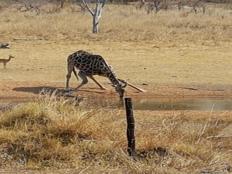 Sikumi Tree Lodge
