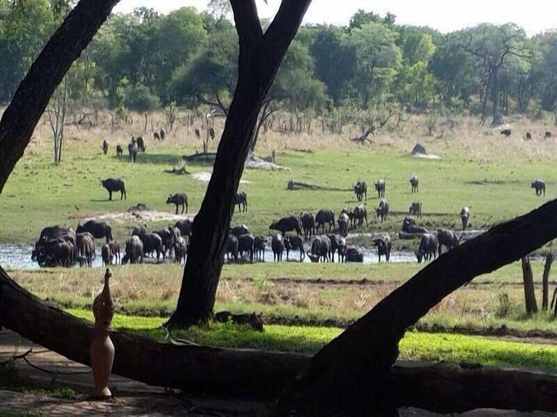 Sikumi Tree Lodge