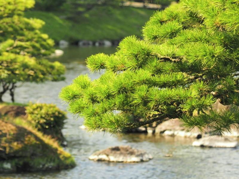 Toyoko Inn Kumamoto Shin-shigai image