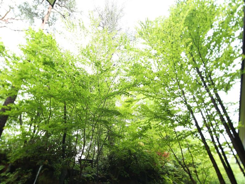 Kusatsu Onsen Sakurai image