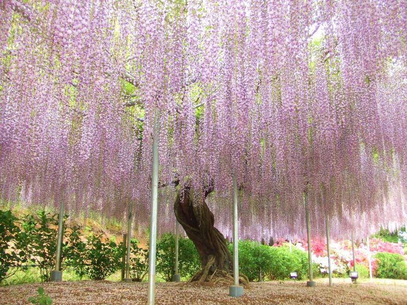 Toyoko Inn Tochigi Ashikaga-eki Kita-guchi image