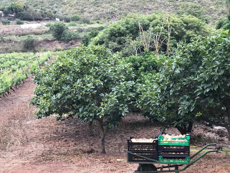 Finca El Vergel Rural image