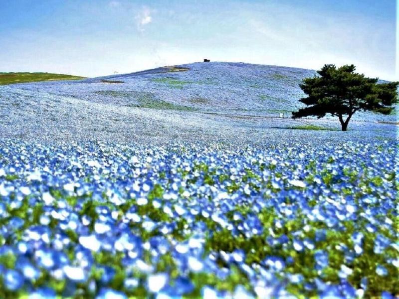 Smile Hotel Mito Ibaraki Prefecture image