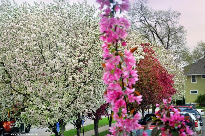 Centerstone Plaza Hotel Soldiers Field Mayo Clinic image