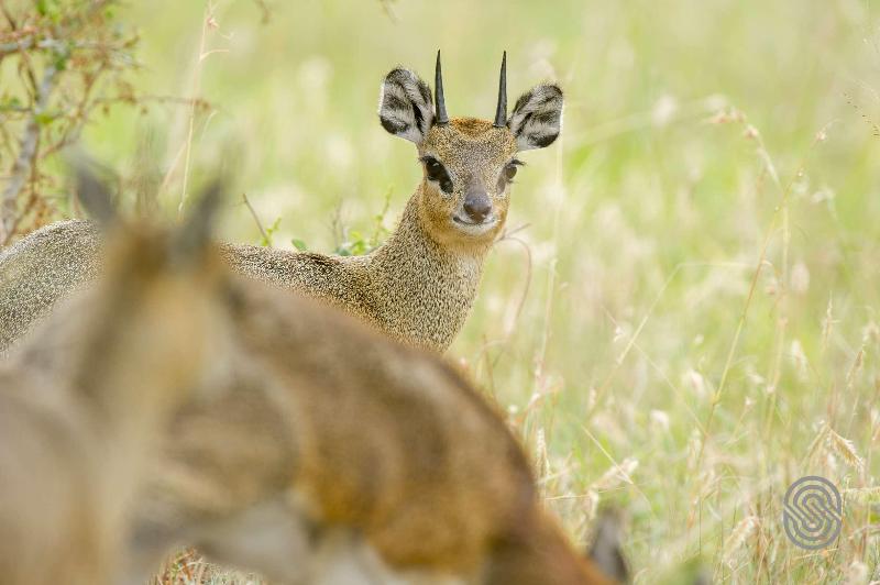 Mbuzi Mawe Serena Camp image