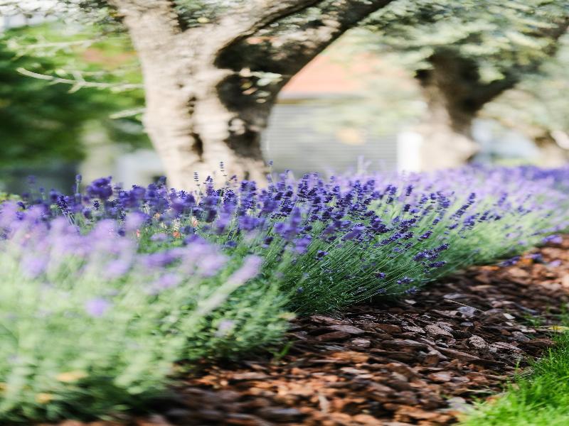 Angleterre image