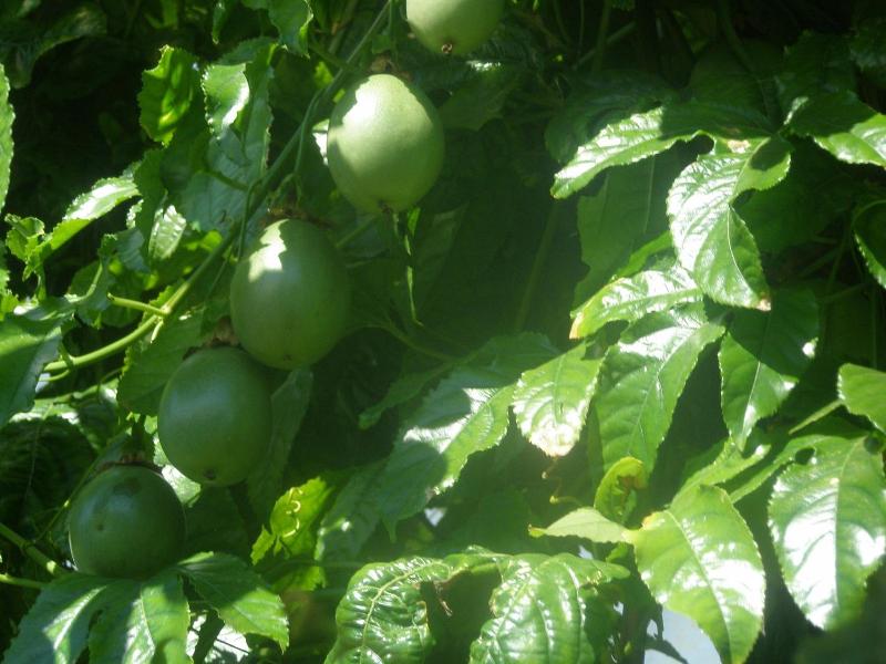 Quinta Nossa Senhora Lourdes image