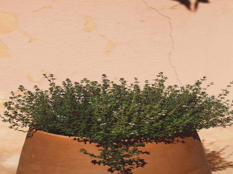 Riad Laila image