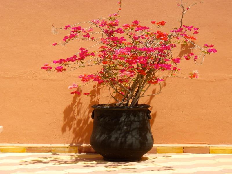 Riad Laila image
