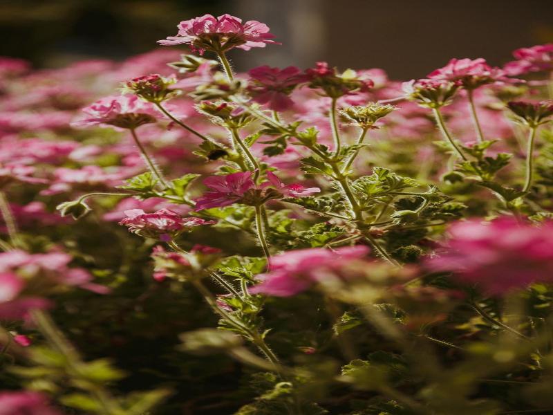 Sunny Garden image