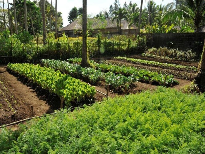 The Farm At San Benito image
