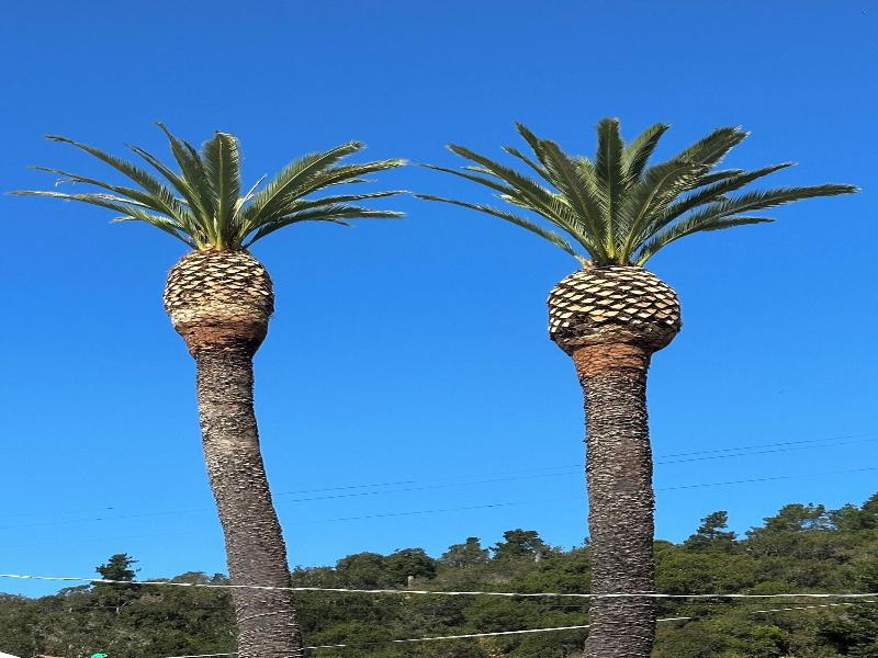 Cambria Palms Motel