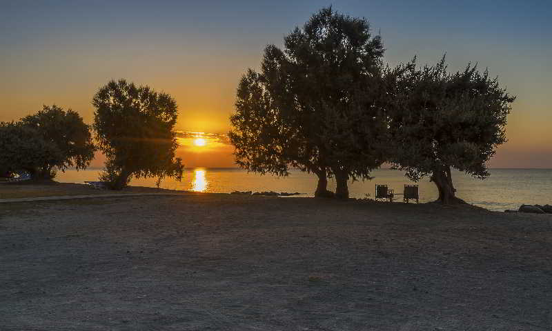 Olympia Mare image
