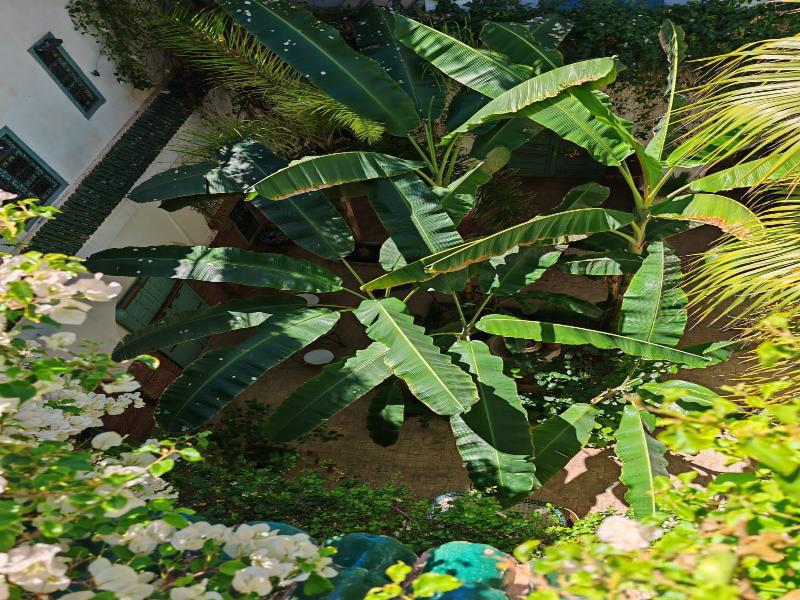 Riad Dar Bounouar image
